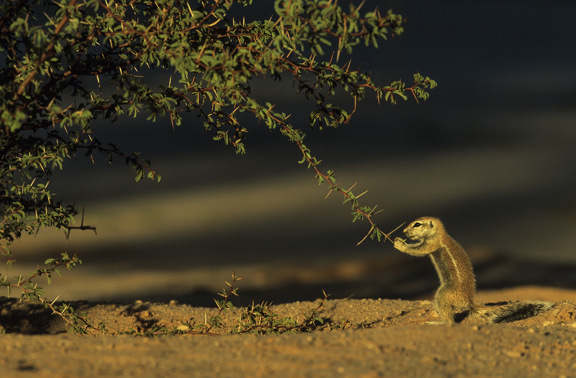 4 Kalahari Desert