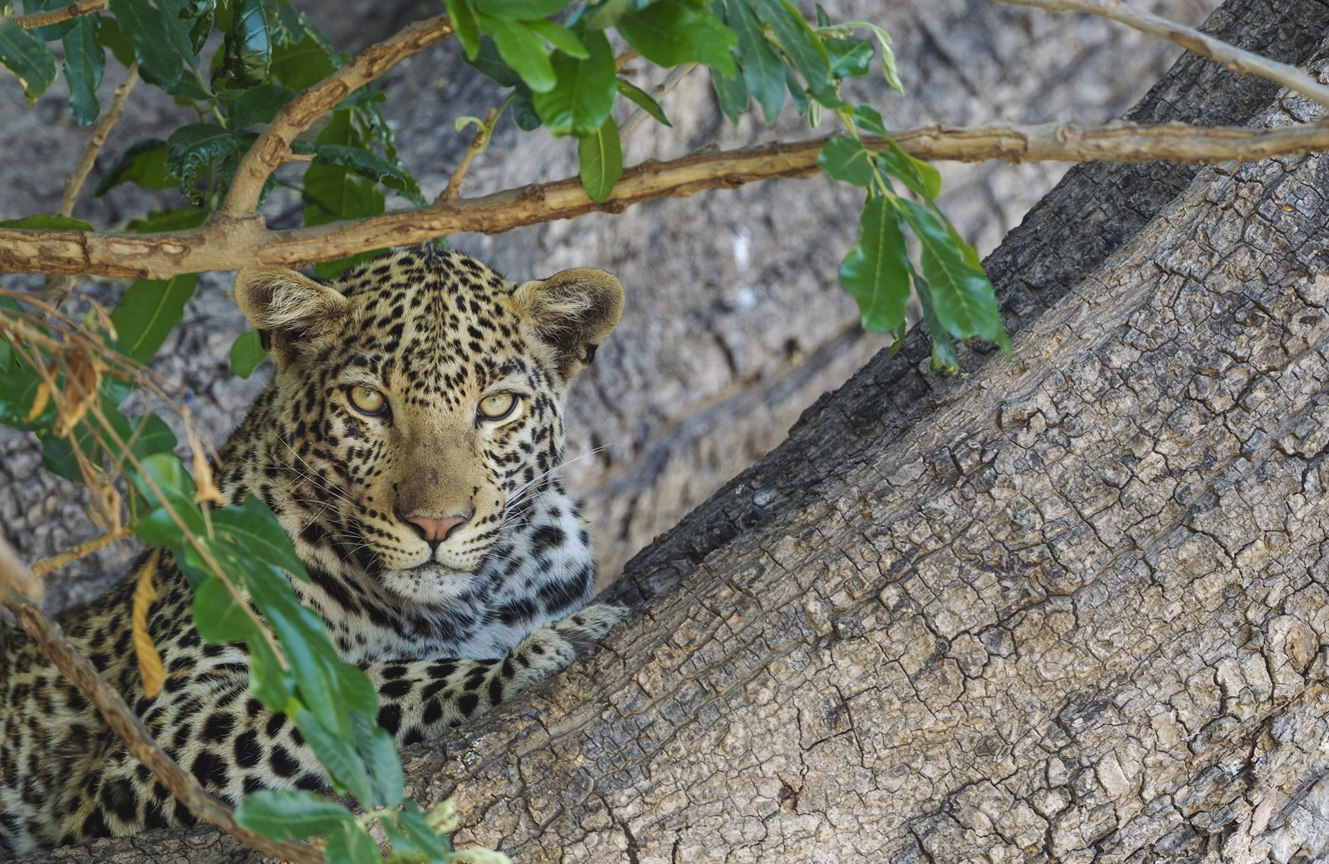 5 Botswana Chobe National Park